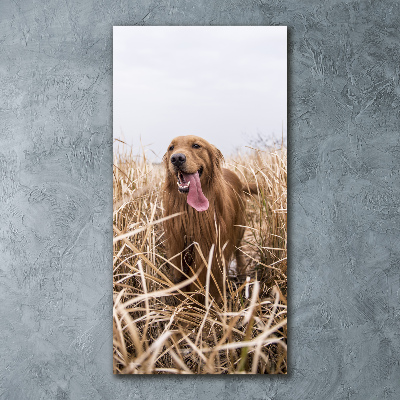 Print on acrylic Golden retriever