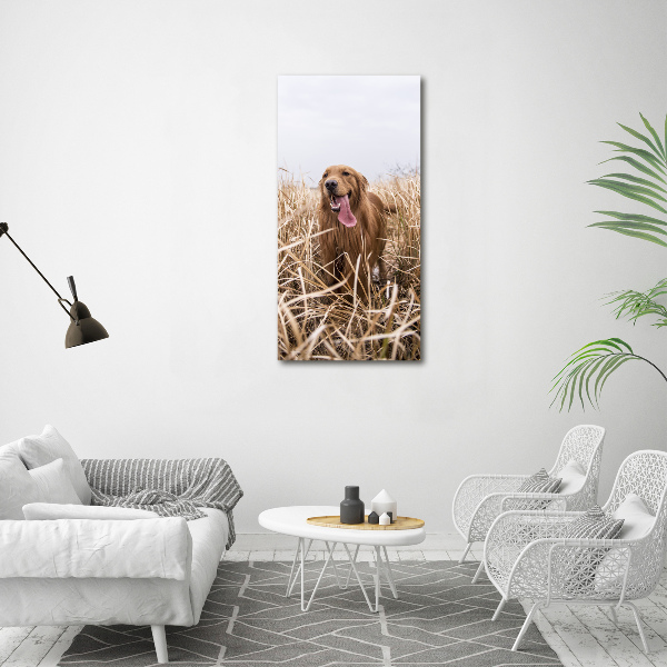 Print on acrylic Golden retriever