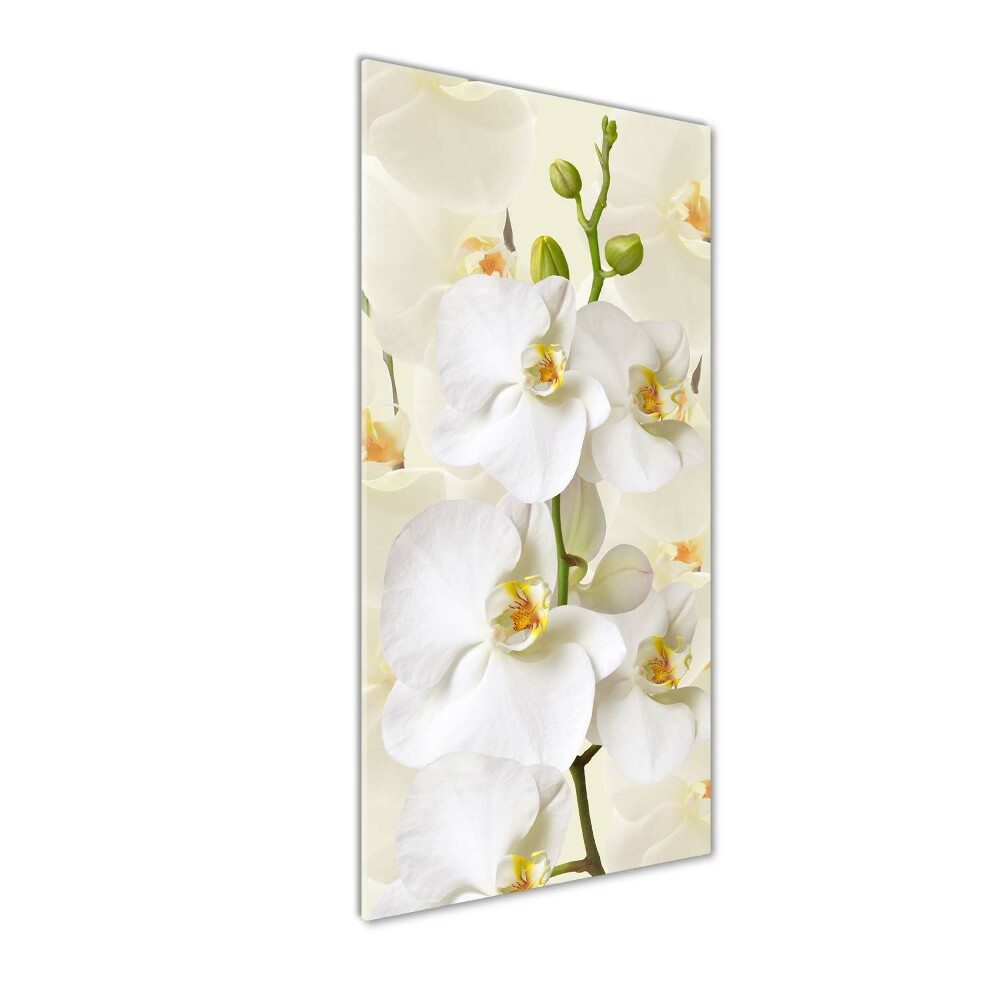 Print on acrylic White orchid