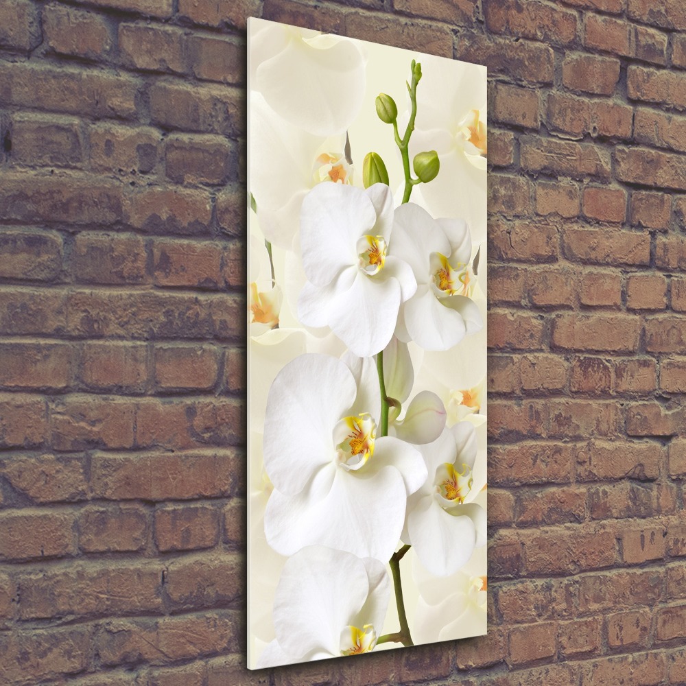 Print on acrylic White orchid