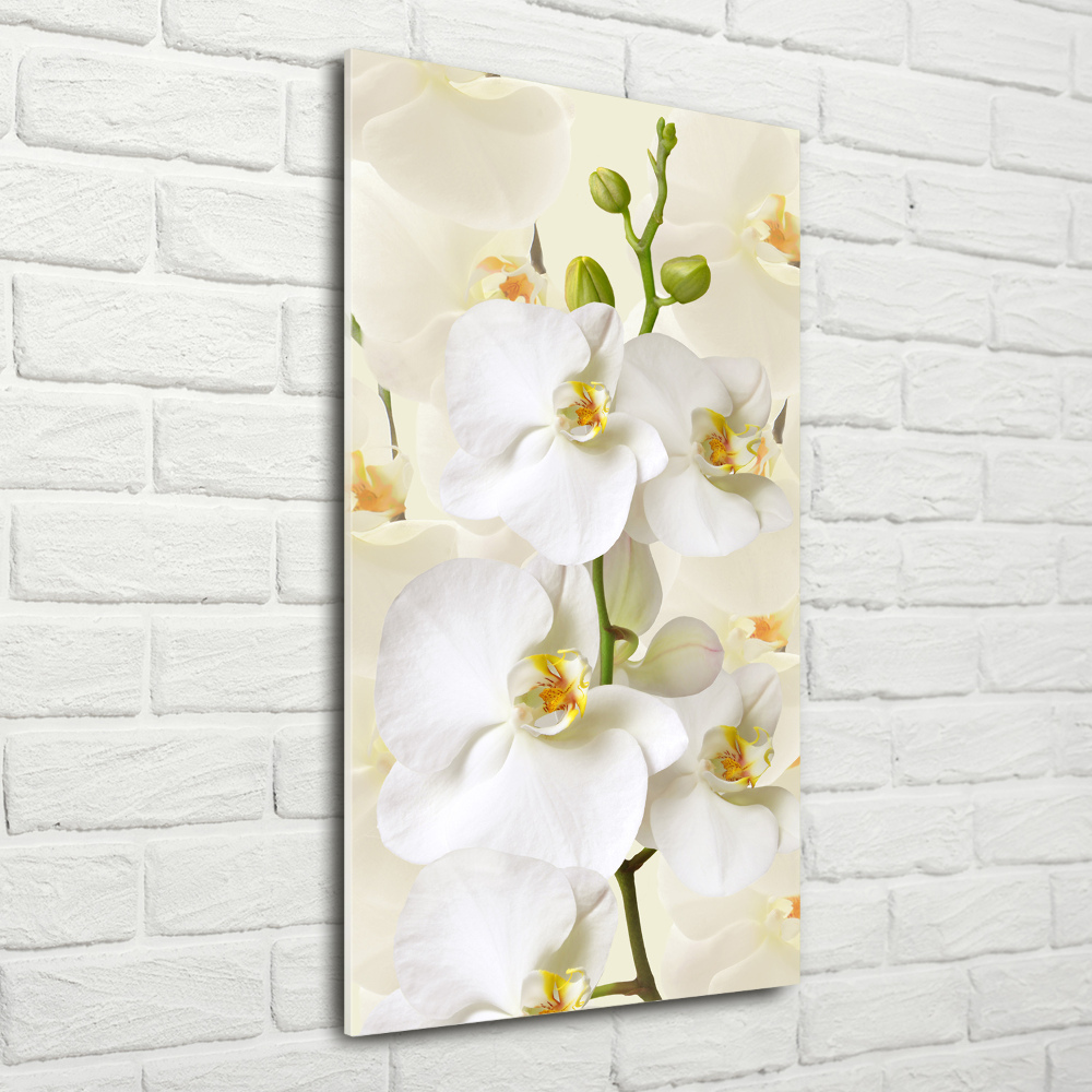 Print on acrylic White orchid