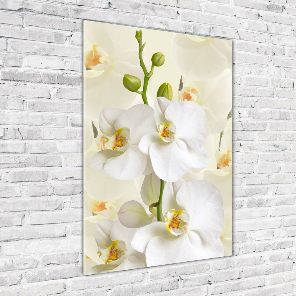 Print on acrylic White orchid