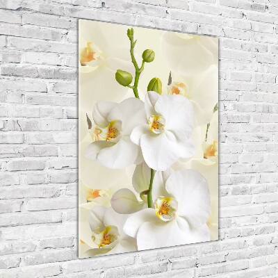 Print on acrylic White orchid