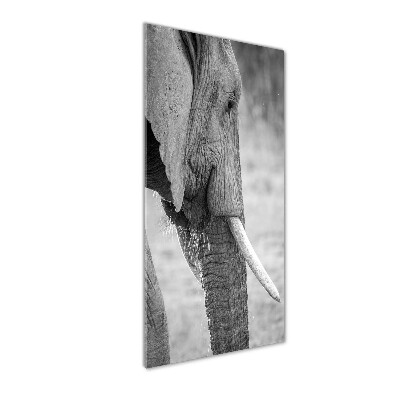 Print on acrylic Elephant