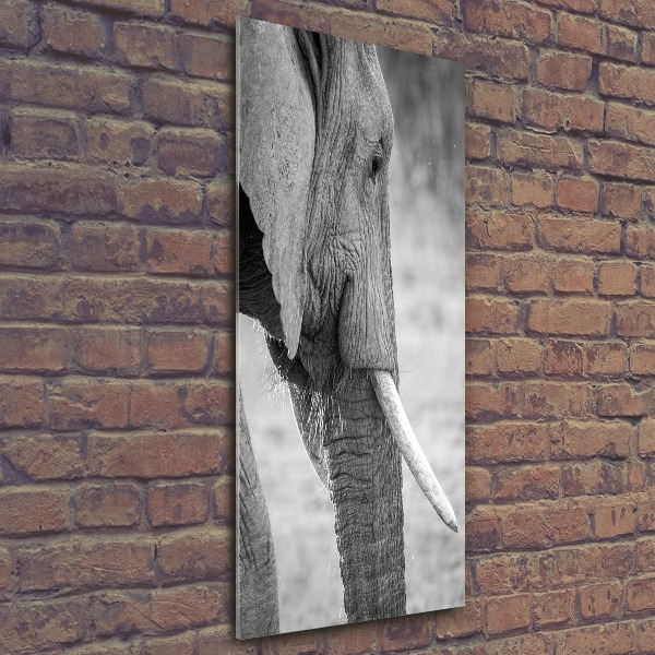 Print on acrylic Elephant