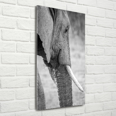 Print on acrylic Elephant