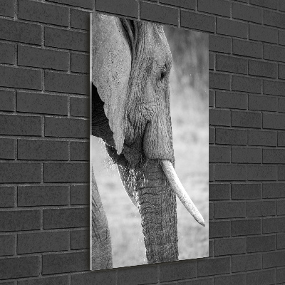 Print on acrylic Elephant