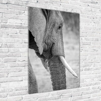 Print on acrylic Elephant