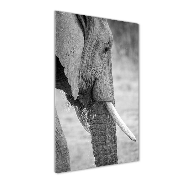 Print on acrylic Elephant