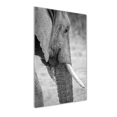 Print on acrylic Elephant