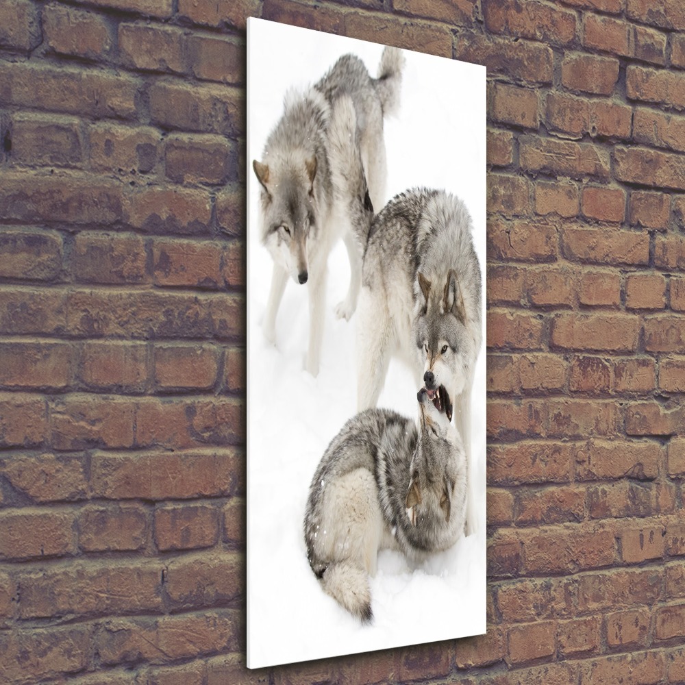 Wall art acrylic Gray wolves