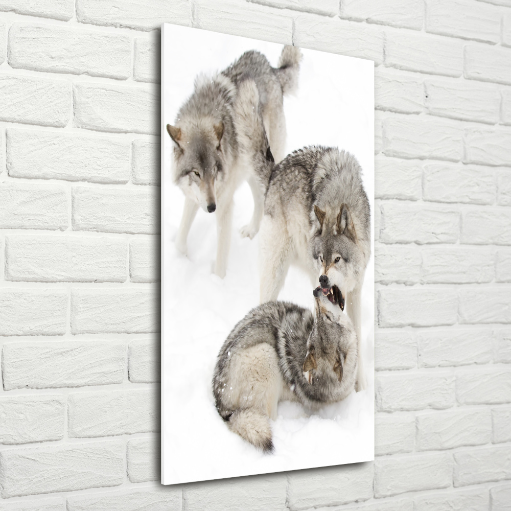 Wall art acrylic Gray wolves