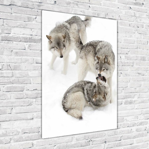 Wall art acrylic Gray wolves