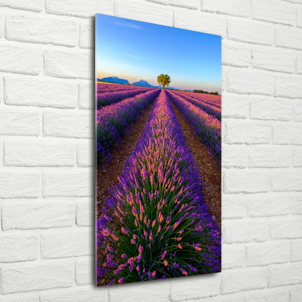 Wall art acrylic Lavender field