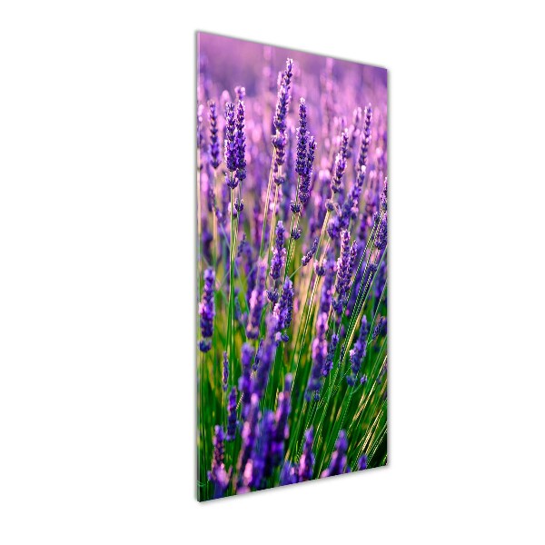 Print on acrylic Lavender field