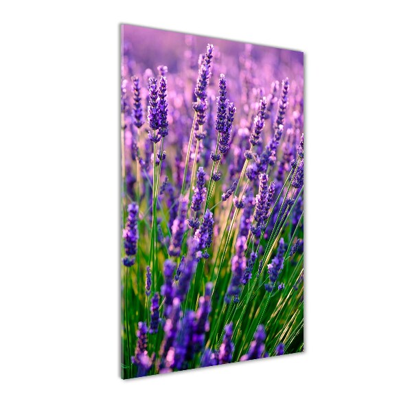 Print on acrylic Lavender field