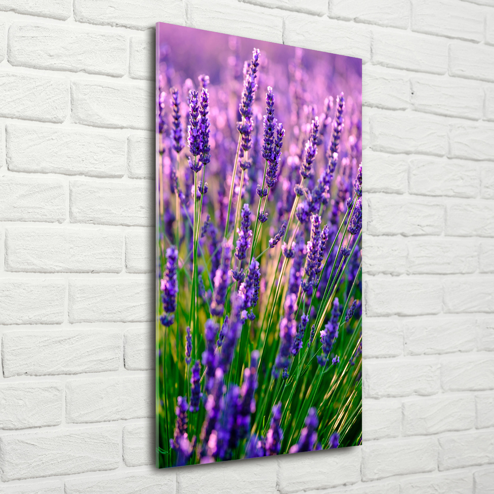 Print on acrylic Lavender field