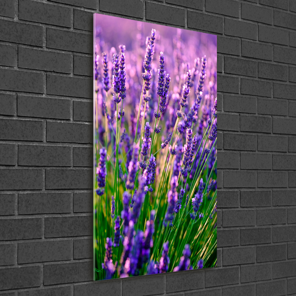 Print on acrylic Lavender field