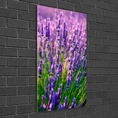 Print on acrylic Lavender field