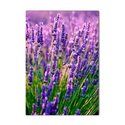 Print on acrylic Lavender field