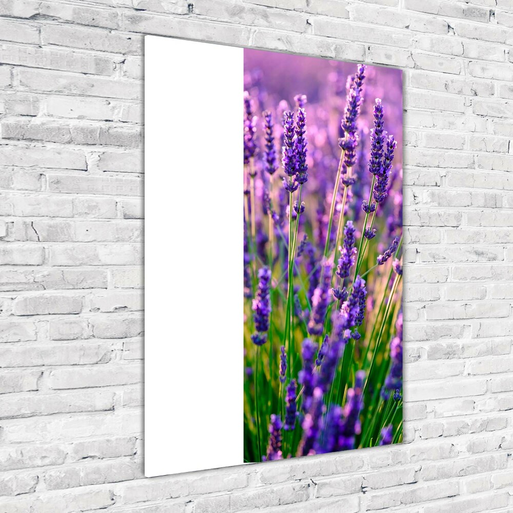 Print on acrylic Lavender field