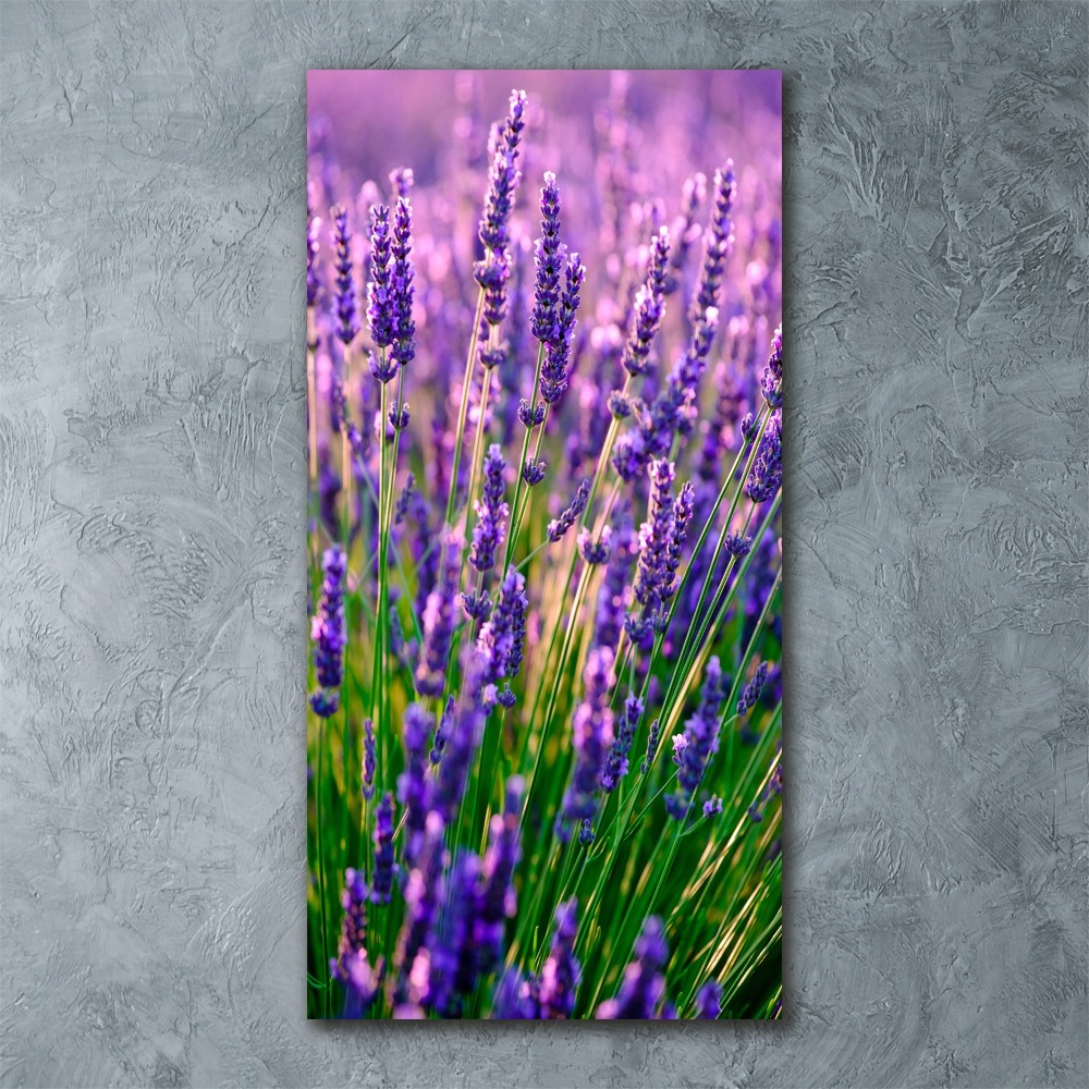 Print on acrylic Lavender field