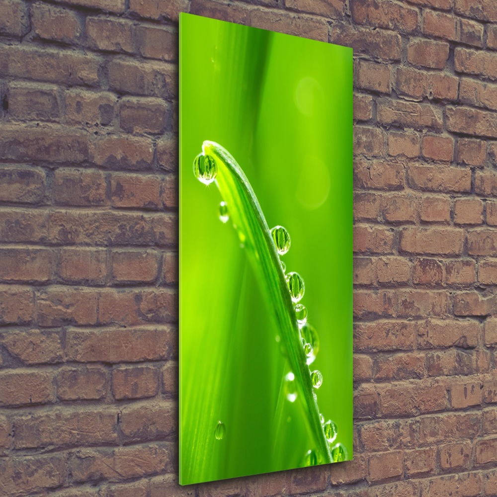 Print on acrylic Blade of grass