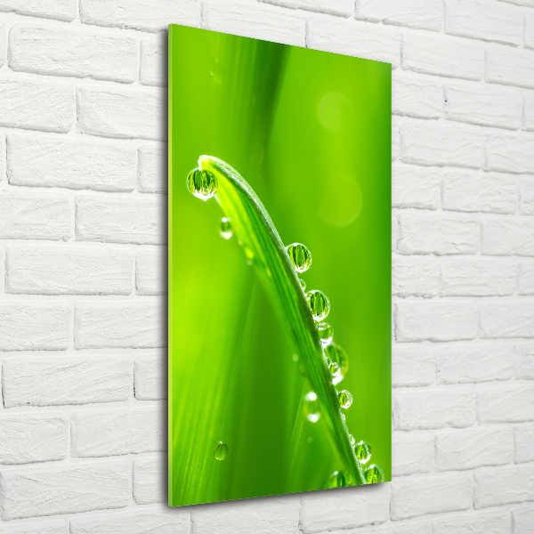 Print on acrylic Blade of grass