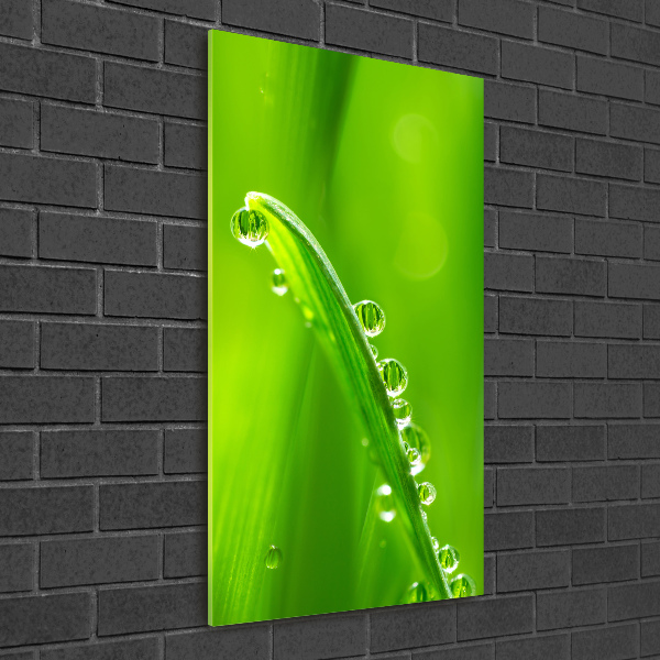 Print on acrylic Blade of grass