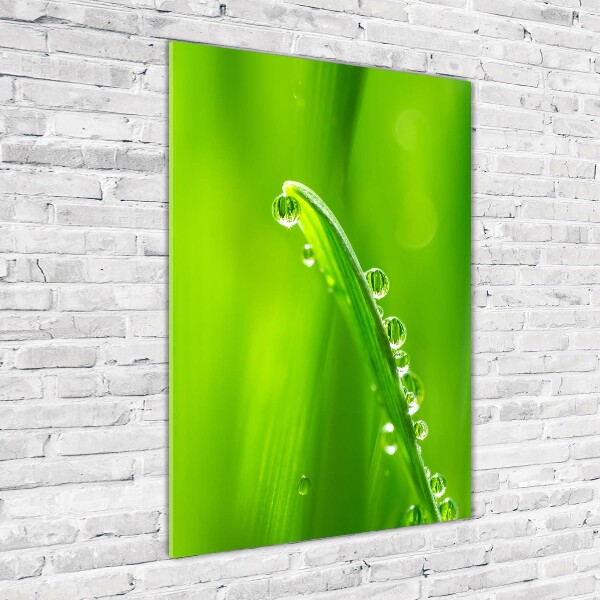 Print on acrylic Blade of grass