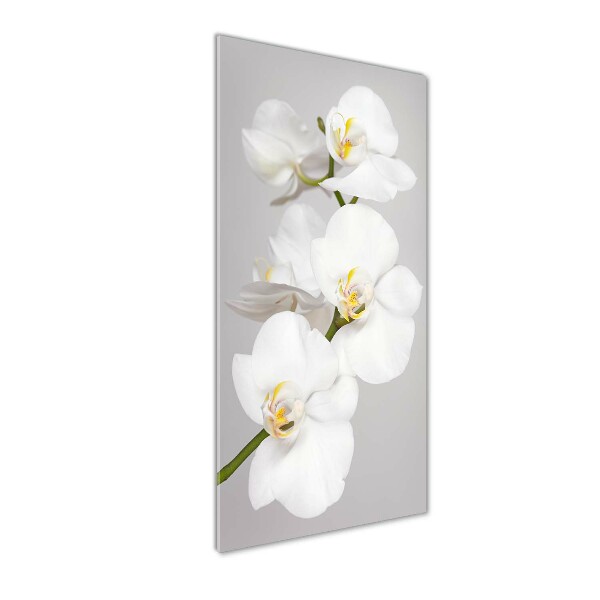 Print on acrylic White orchid