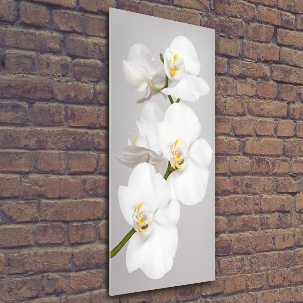 Print on acrylic White orchid