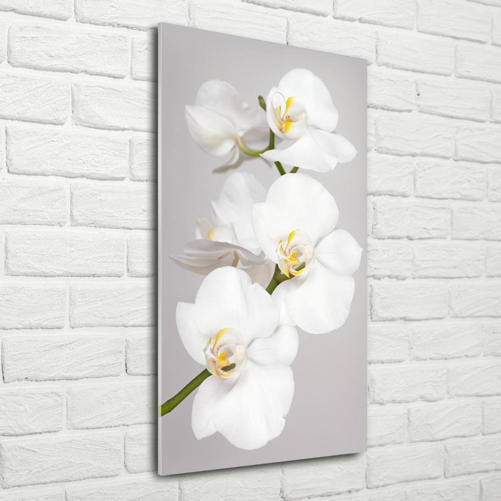 Print on acrylic White orchid