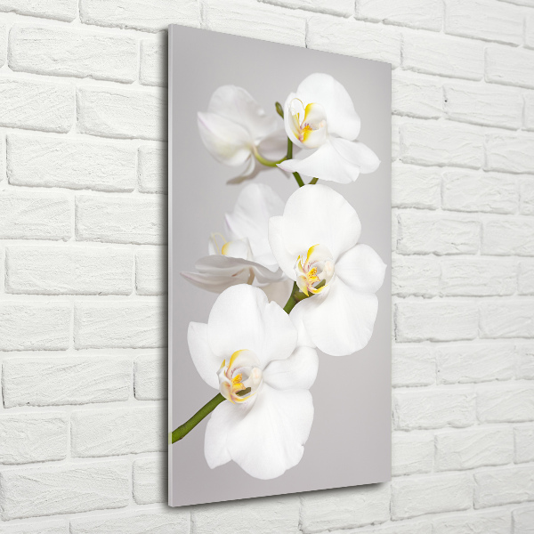 Print on acrylic White orchid