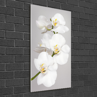 Print on acrylic White orchid