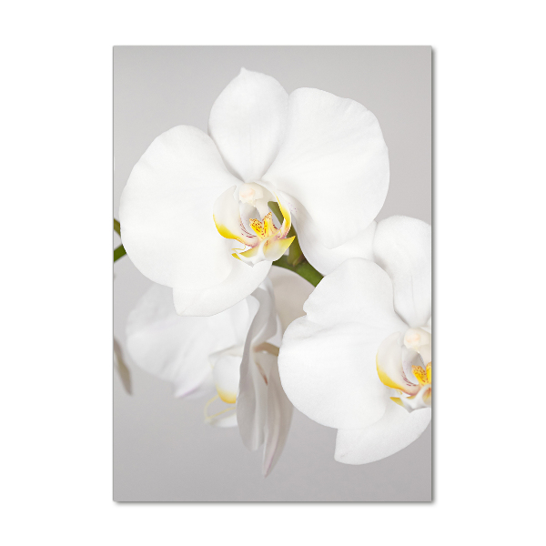 Print on acrylic White orchid