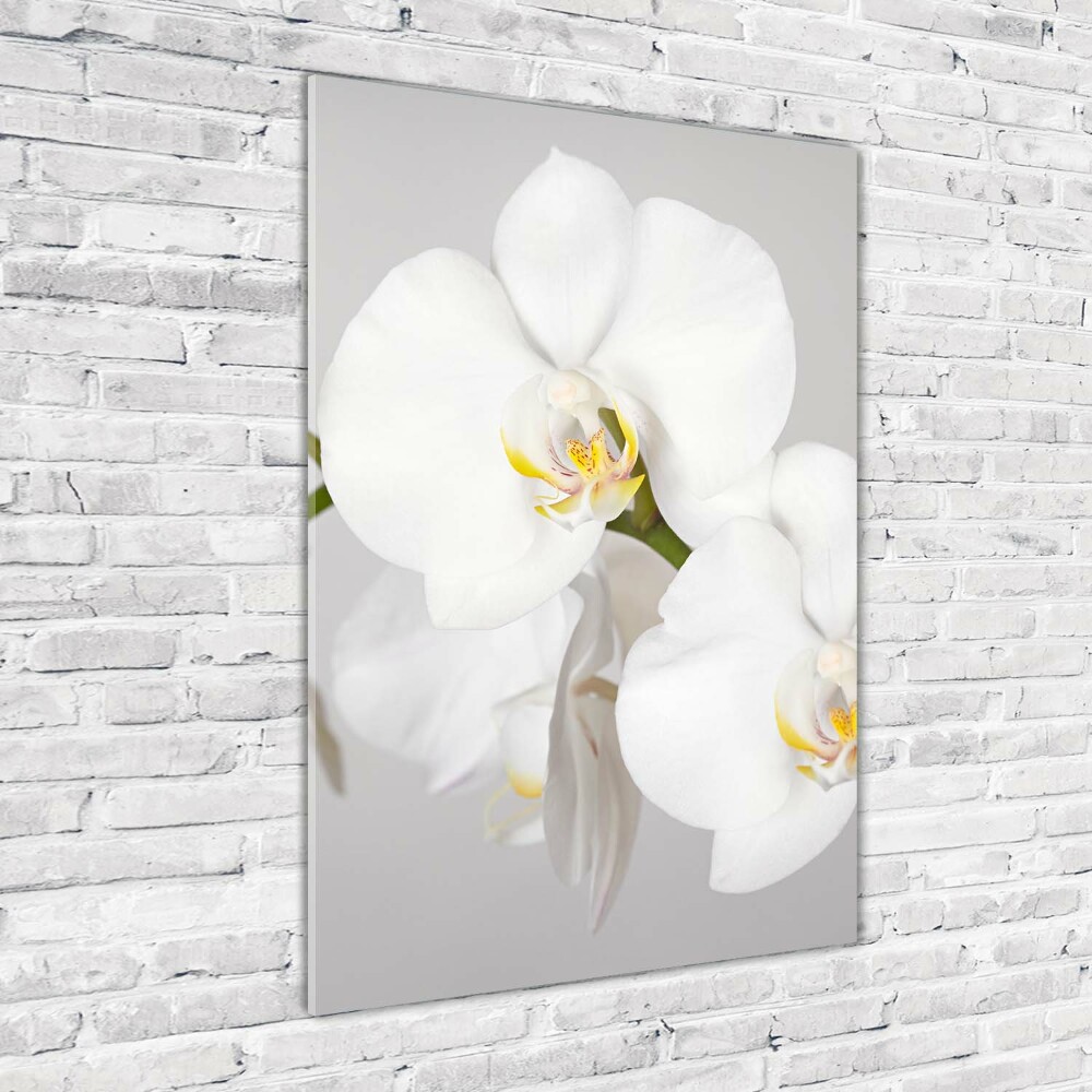 Print on acrylic White orchid