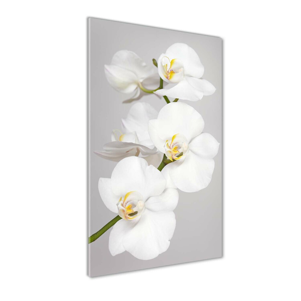 Print on acrylic White orchid