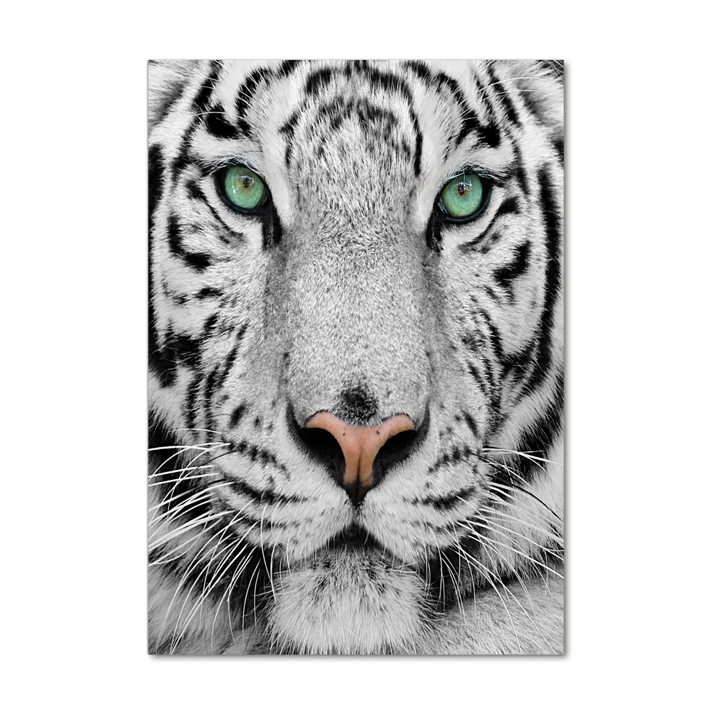 Print on acrylic White Tiger