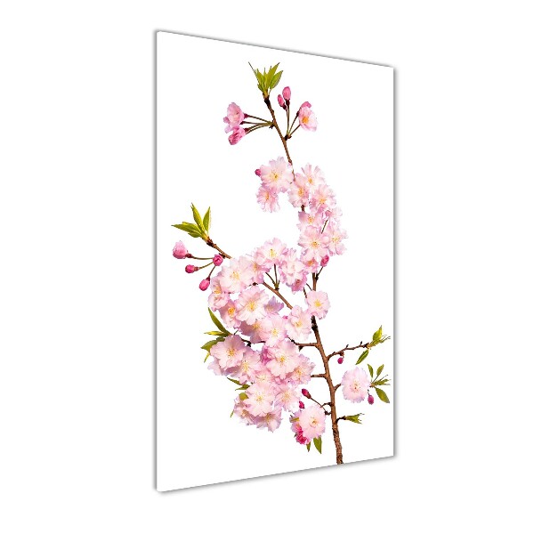 Print on acrylic Cherry blossoms