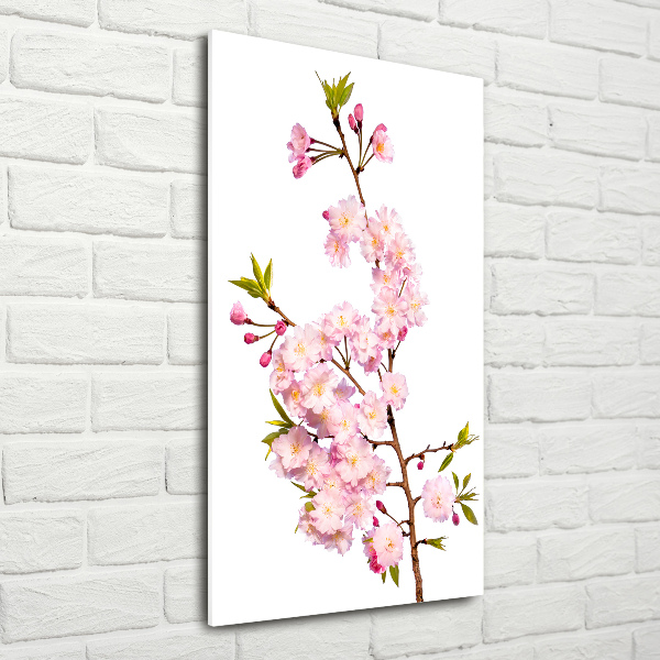 Print on acrylic Cherry blossoms