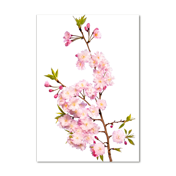 Print on acrylic Cherry blossoms