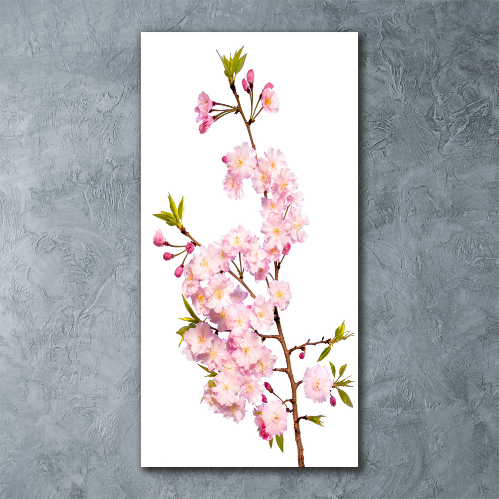 Print on acrylic Cherry blossoms