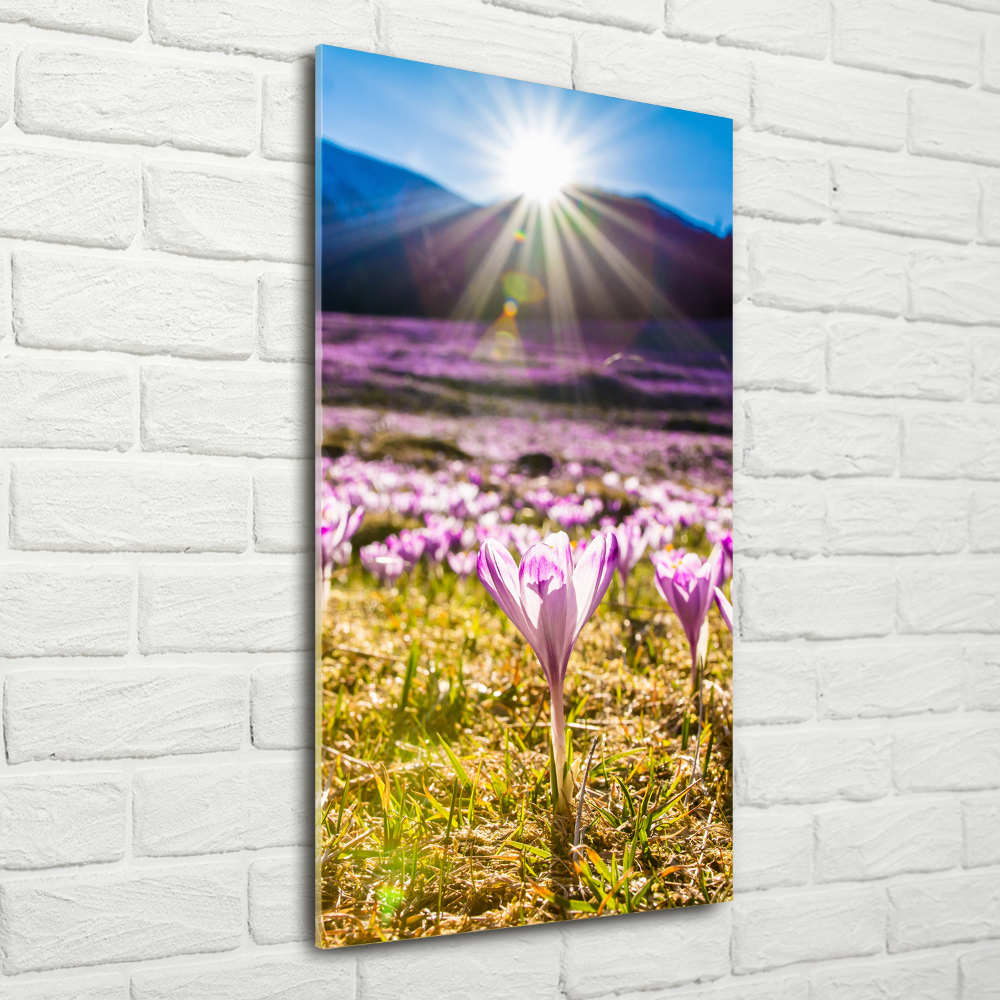 Print on acrylic Crocuses in the mountains