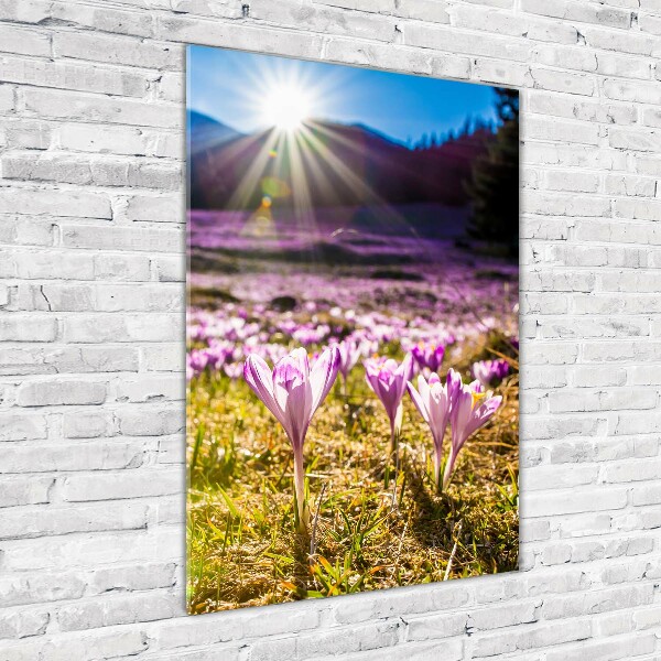 Print on acrylic Crocuses in the mountains