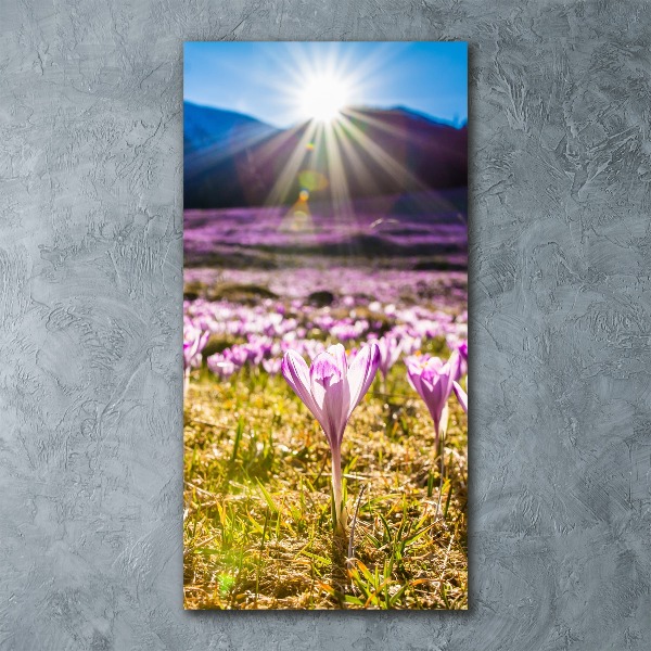 Print on acrylic Crocuses in the mountains