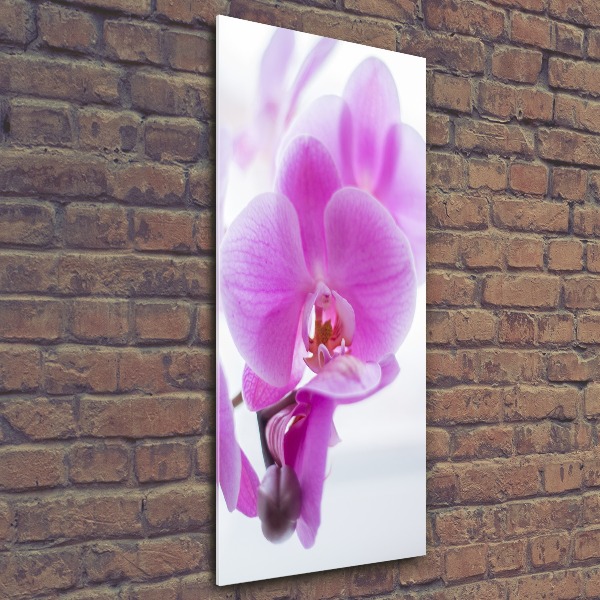 Print on acrylic Pink orchid