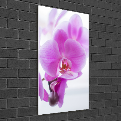 Print on acrylic Pink orchid