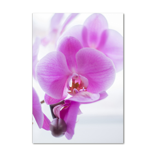 Print on acrylic Pink orchid