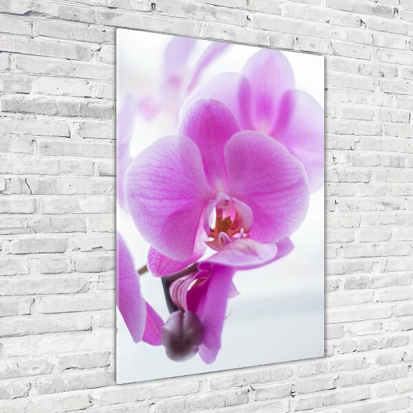 Print on acrylic Pink orchid